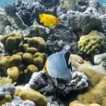 Основи підводної зйомки, прості фокуси (зйомки) Основи підводної зйомки, прості фокуси