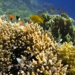 Основи підводної зйомки, прості фокуси (підводного) Основи підводної зйомки, прості фокуси