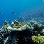 Основи підводної зйомки, прості фокуси (підводного) Основи підводної зйомки, прості фокуси