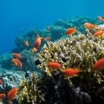 Основи підводної зйомки, прості фокуси (підводного) Основи підводної зйомки, прості фокуси