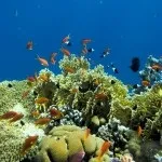 Основи підводної зйомки, прості фокуси (підводного) Основи підводної зйомки, прості фокуси