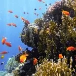 Основи підводної зйомки, прості фокуси (підводного) Основи підводної зйомки, прості фокуси