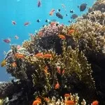Основи підводної зйомки, прості фокуси (зйомки) Основи підводної зйомки, прості фокуси