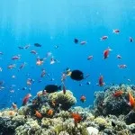 Основи підводної зйомки, прості фокуси (зйомки) Основи підводної зйомки, прості фокуси