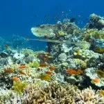 Основи підводної зйомки, прості фокуси (підводного) Основи підводної зйомки, прості фокуси