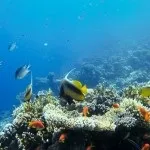 Основи підводної зйомки, прості фокуси (підводного) Основи підводної зйомки, прості фокуси