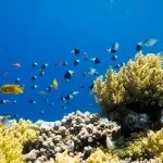 Основи підводної зйомки, прості фокуси (зйомки) Основи підводної зйомки, прості фокуси