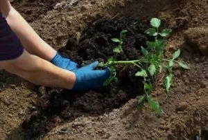 Особливості вирощування помідорів за методом маслова (метод маслова помідори) Особливості вирощування помідорів за методом маслова