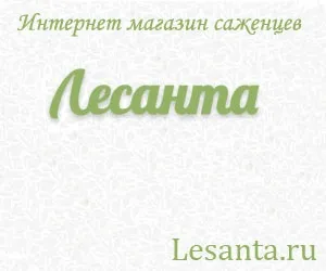 Особливості вирощування листової гірчиці на садовій ділянці, ти