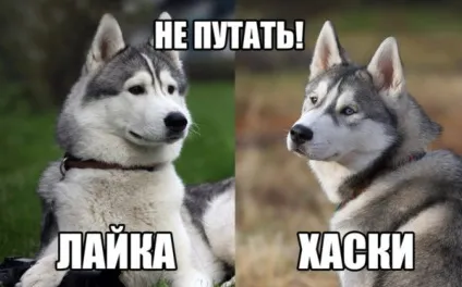 Основні види помісі цуценят хаскі (цуценят) Основні види помісі цуценят хаскі