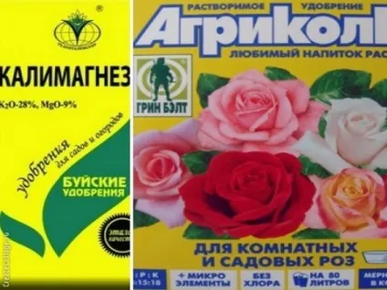 Основна та позакореневе підживлення троянд, відео, дача (позакореневе) Основна та позакореневе підживлення троянд, відео, дача