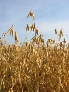 Овес і його застосування в народній медицині (народної) Овес і його застосування в народній медицині
