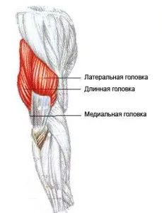 Ох вже цей трицепс