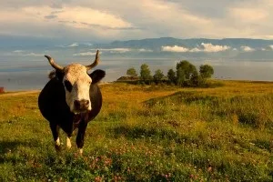 Озеро байкал, Україна фото, опис (россия) Озеро байкал, Україна фото, опис