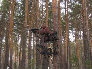 Полювання на лося на солонцях відео і корисна інформація (найкраще використовувати) Полювання на лося на солонцях відео і корисна інформація