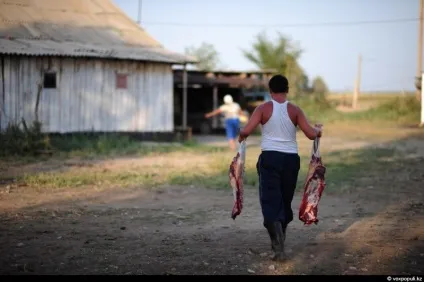 Від коня до кази