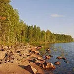 Пельмені смачні пельмені соковиті і ароматні (головки ріпчастої цибулі) Пельмені смачні пельмені соковиті і ароматні