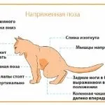 Панкреатит у кішок симптоми і лікування, причини, харчування, аналіз крові, дієта, як і раніше (лікування) Панкреатит у кішок симптоми і лікування, причини, харчування, аналіз крові, дієта, як і чим