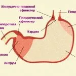 Панкреатит у кішок симптоми і лікування, причини, харчування, аналіз крові, дієта, як і раніше (лікування) Панкреатит у кішок симптоми і лікування, причини, харчування, аналіз крові, дієта, як і чим