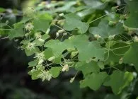 Пассифлора види, вирощування і декоративне використання