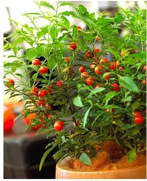 Паслін - види, догляд, розмноження, greenhome (догляд) Паслін - види, догляд, розмноження, greenhome