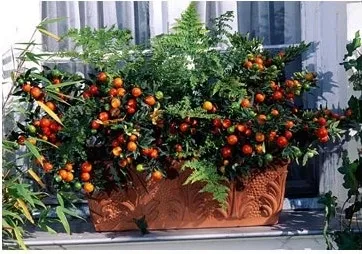Паслін - види, догляд, розмноження, greenhome (паслін догляд) Паслін - види, догляд, розмноження, greenhome