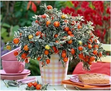 Паслін - види, догляд, розмноження, greenhome (паслін розмноження) Паслін - види, догляд, розмноження, greenhome