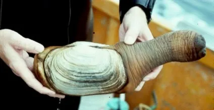 Panopea generosa або гігантський молюск гуідак