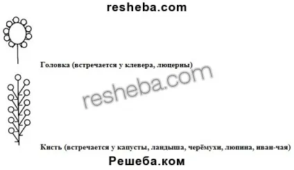параграф 12