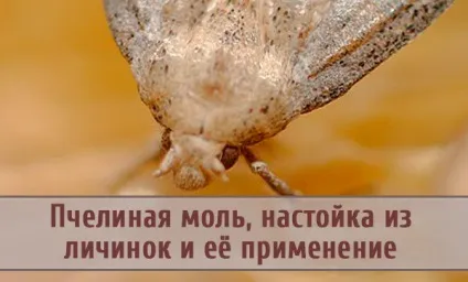 Бджолина міль, настоянка з її личинок і застосування на практиці (застосування) Бджолина міль, настоянка з її личинок і застосування на практиці