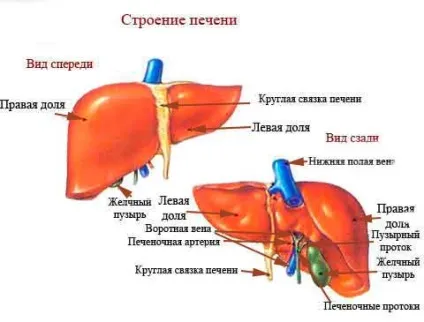 печінка людини