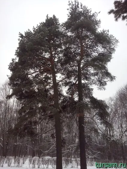 Парк Покровське-Стрешнєва фото, пам'ятки, адреса, як дістатися до парку (покровське Стрешнево парк вхід) Парк Покровське-Стрешнєва фото, пам'ятки, адреса, як дістатися до парку