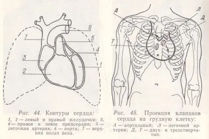Персональний сайт - аускультація серця (клапанний компонент Коливання стінок) Персональний сайт - аускультація серця
