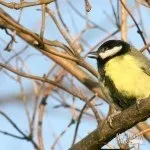 погані прикмети