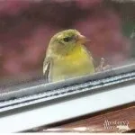погані прикмети