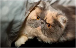 Чому кастрованим котам не можна рибу (котам) Чому кастрованим котам не можна рибу