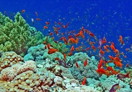 Чому червоне море назвали червоним перекази і цілком наукові версії (чому) Чому червоне море назвали червоним перекази і цілком наукові версії