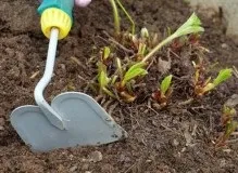 Чому жовтіє полуниця навесні, що робити (чому) Чому жовтіє полуниця навесні, що робити