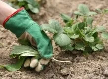 Чому жовтіє полуниця навесні, що робити (полуниця) Чому жовтіє полуниця навесні, що робити