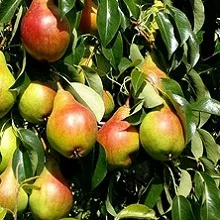 Чому сохне груша, приватний будинок (чому сохне груша) Чому сохне груша, приватний будинок