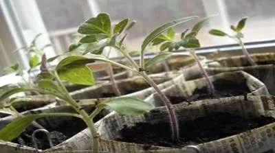 Чому погано росте розсада помідорів після пікіровки, вирости сад! (Погано) Чому погано росте розсада помідорів після пікіровки, вирости сад!