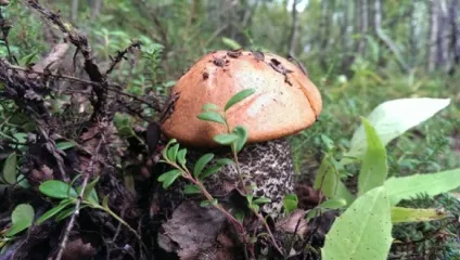 Чому корисно збирати гриби в лісі, sonmir (чому) Чому корисно збирати гриби в лісі, sonmir