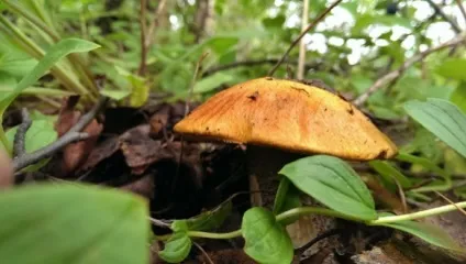Чому корисно збирати гриби в лісі, sonmir (гриби) Чому корисно збирати гриби в лісі, sonmir