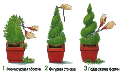 Чому сохне кімнатний кипарис, що при цьому робити (робити) Чому сохне кімнатний кипарис, що при цьому робити