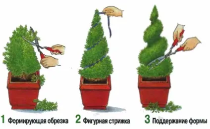 Чому сохне кипарис, основні помилки при догляді за рослиною (сохне) Чому сохне кипарис, основні помилки при догляді за рослиною