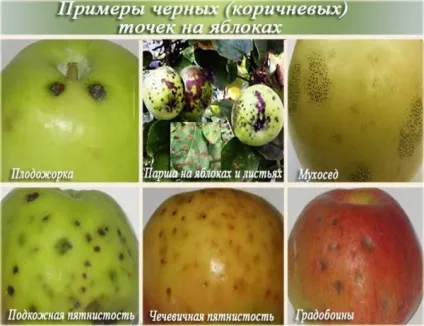 Чому на яблуні гниють яблука що робити якщо пріють плоди (робити) Чому на яблуні гниють яблука що робити якщо пріють плоди