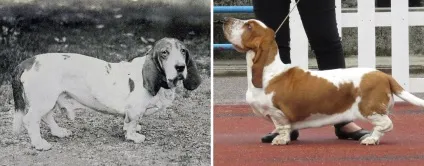 Як змінилися породи собак за останні 100 років (змінили свій вигляд за останні 100 років) Як змінилися породи собак за останні 100 років