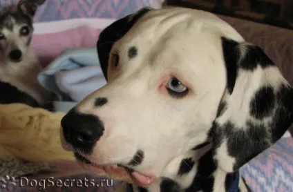Як лікувати ячмінь на оці у собаки (може) Як лікувати ячмінь на оці у собаки