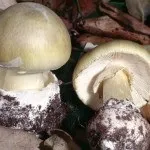 Поганка бліда де росте, як виглядає і як відрізнити від їстівних грибів (відрізнити) Поганка бліда де росте, як виглядає і як відрізнити від їстівних грибів