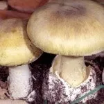 Поганка бліда де росте, як виглядає і як відрізнити від їстівних грибів (поганка бліда гриб росте виглядає смак сік відрізнити печерицю сироїжка) Поганка бліда де росте, як виглядає і як відрізнити від їстівних грибів